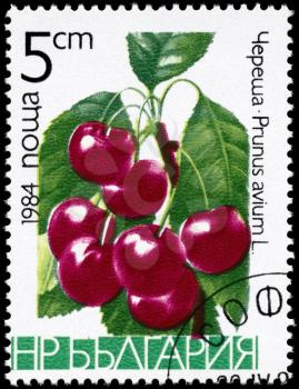 BULGARIA - CIRCA 1984: A Stamp printed in BULGARIA shows image of a Cherries Prunus avium, from the series Berries, circa 1984