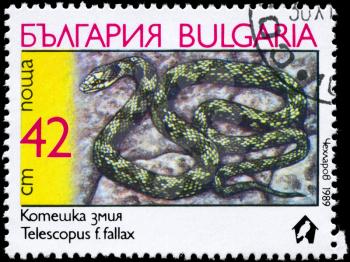 BULGARIA - CIRCA 1989: A Stamp printed in BULGARIA shows the image of a Cat Snake with the description Telescopus fallax from the series Snakes, circa 1989
