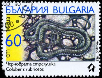 BULGARIA - CIRCA 1989: A Stamp printed in BULGARIA shows the image of a Coluber with the description Coluber rubriceps from the series Snakes, circa 1989