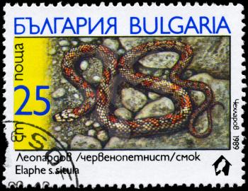 BULGARIA - CIRCA 1989: A Stamp printed in BULGARIA shows the image of a European Ratsnake with the description Elaphe situla from the series Snakes, circa 1989