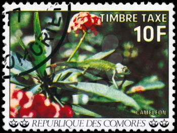COMOROS - CIRCA 1977: A Stamp printed in COMOROS shows the image of a Chameleon, series, circa 1977