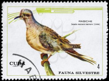 CUBA - CIRCA 1970: A Stamp shows image of a Turtledove with the designation Zenaida macroura macroura from the series Wildlife, circa 1970