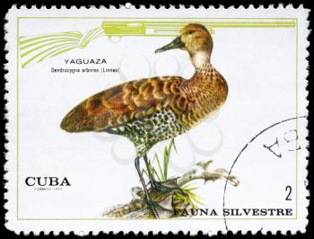 CUBA - CIRCA 1970: A Stamp shows image of a Whistling Duck with the designation Dendrocygna arborea from the series Wildlife, circa 1970