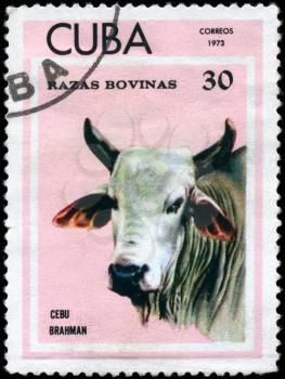 CUBA - CIRCA 1973: A Stamp printed in CUBA shows image of a Cow Cebu Brahman from the series Thoroughbred Cows, circa 1973