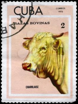 CUBA - CIRCA 1973: A Stamp printed in CUBA shows image of a Cow Charolaise from the series Thoroughbred Cows, circa 1973