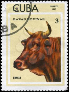 CUBA - CIRCA 1973: A Stamp printed in CUBA shows image of a Cow Criollo from the series Thoroughbred Cows, circa 1973