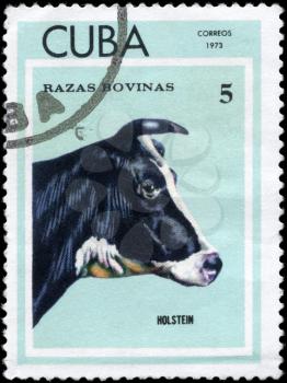 CUBA - CIRCA 1973: A Stamp printed in CUBA shows image of a Cow Holstein  from the series Thoroughbred Cows, circa 1973