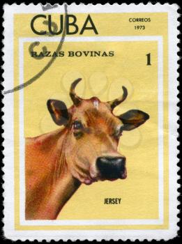 CUBA - CIRCA 1973: A Stamp printed in CUBA shows image of a Cow Jersey from the series Thoroughbred Cows, circa 1973