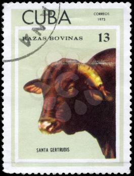 CUBA - CIRCA 1973: A Stamp printed in CUBA shows image of a Cow Santa Gertrudis from the series Thoroughbred Cows, circa 1973