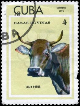 CUBA - CIRCA 1973: A Stamp printed in CUBA shows image of a Cow Suiza Parda from the series Thoroughbred Cows, circa 1973