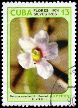 CUBA - CIRCA 1974: A Stamp printed in CUBA shows image of a Bacopa monnieri, from the series Wildflowers, circa 1974