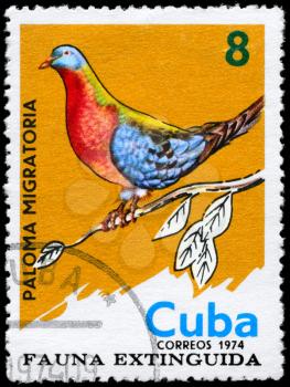 CUBA - CIRCA 1974: A Stamp shows image of a Passenger Pigeon from the series Extinct Birds, circa 1974
