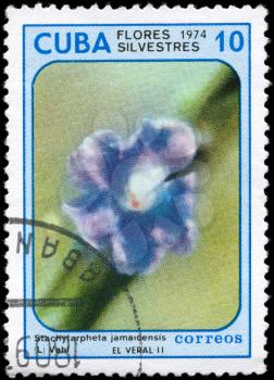 CUBA - CIRCA 1974: A Stamp printed in CUBA shows image of a Stachytarpheta jamaicensis, from the series Wildflowers, circa 1974