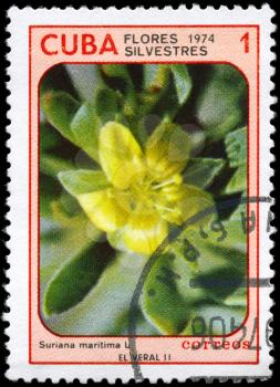 CUBA - CIRCA 1974: A Stamp printed in CUBA shows image of a Suriana maritima, from the series Wildflowers, circa 1974