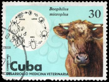 CUBA - CIRCA 1975: A Stamp shows the image of the Cow in the theme of 
Veterinary Medicine, series, circa 1975