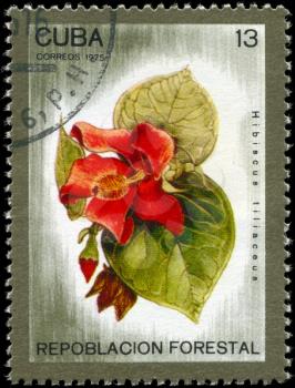 CUBA - CIRCA 1975: A Stamp printed in CUBA shows image of a Hibiscus tiliaceus, from the series Reforestation, circa 1975
