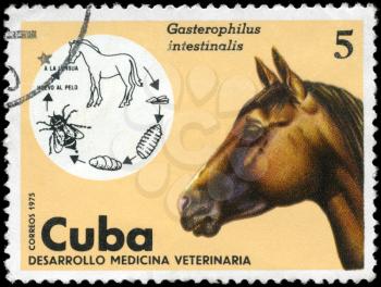 CUBA - CIRCA 1975: A Stamp shows the image of the Horse in the theme of 
Veterinary Medicine, series, circa 1975