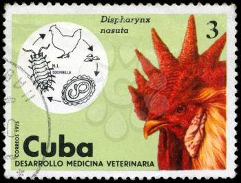 CUBA - CIRCA 1975: A Stamp shows the image of the Rooster in the theme of 
Veterinary Medicine, series, circa 1975