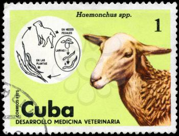 CUBA - CIRCA 1975: A Stamp shows the image of the Sheep in the theme of 
Veterinary Medicine, series, circa 1975