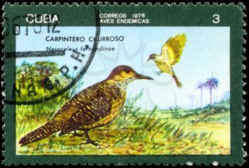 CUBA - CIRCA 1976: A Stamp printed in CUBA shows image of a Fernandina's Flicker with the designation Nesoceleus fernandinae from the series Indigenous Birds, circa 1976
