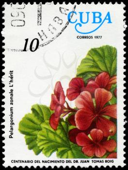 CUBA - CIRCA 1977: A Stamp shows image of a Geranium with the inscription Pelargonium zonale L'herit, from the series centenary of the birth of dr. Juan Tomas Roig, circa 1977