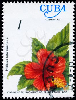 CUBA - CIRCA 1977: A Stamp shows image of a Hibiscus with the inscription Hibiscus rosa sinensis L., from the series centenary of the birth of dr. Juan Tomas Roig, circa 1977