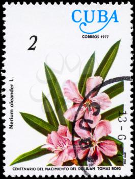 CUBA - CIRCA 1977: A Stamp shows image of a Oleander with the inscription Nerium oleander L., from the series centenary of the birth of dr. Juan Tomas Roig, circa 1977