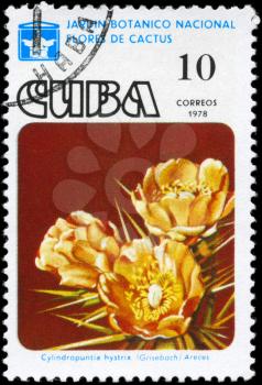 CUBA - CIRCA 1978: A Stamp printed in CUBA shows image of a Cylindropuntia hystrix, from the series Cactus Flowers, circa 1978
