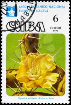 CUBA - CIRCA 1978: A Stamp printed in CUBA shows image of a Opuntia militaris, from the series Cactus Flowers, circa 1978