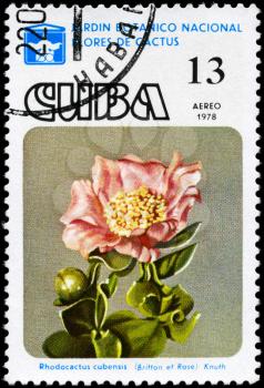 CUBA - CIRCA 1978: A Stamp printed in CUBA shows image of a Rhodocactus cubensis, from the series Cactus Flowers, circa 1978