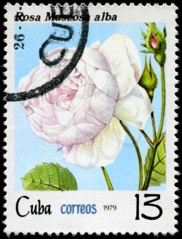 CUBA - CIRCA 1979: A Stamp shows image of a white Rose with the inscription rosa muscosa alba, series, circa 1979
