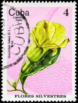 CUBA - CIRCA 1980: A Stamp shows image of a wild Allamanda with the inscription 
Urechites lutea (L.) Britt., from the series wild flowers, circa 1980