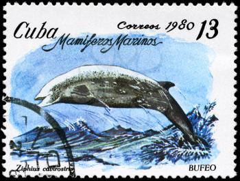 CUBA - CIRCA 1980: A Stamp printed in CUBA shows image of a Cuvier's Beaked Whale with the description Ziphius cavirostris from the series Marine Mammals, circa 1980
