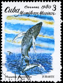 CUBA - CIRCA 1980: A Stamp printed in CUBA shows image of a Humpback Whale with the description Megaptera novaeangliae from the series Marine Mammals, circa 1980