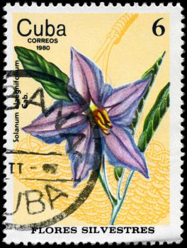 CUBA - CIRCA 1980: A Stamp shows image of a Nightshade with the inscription 
Solanum elaegnifolium Cab., from the series wild flowers, circa 1980