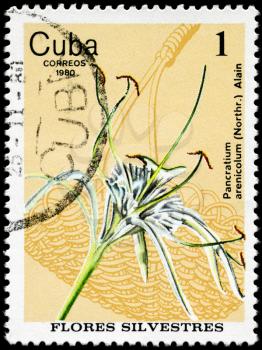 CUBA - CIRCA 1980: A Stamp shows image of a Spider Lily with the inscription Pancratium arenicolum (Northr.) Alain, from the series wild flowers, circa 1980