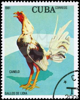 CUBA - CIRCA 1981: A Stamp shows image of a Rooster with the designation Canelo from the series Fighting Cocks, circa 1981