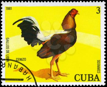 CUBA - CIRCA 1981: A Stamp shows image of a Rooster with the designation Cenizo from the series Fighting Cocks, circa 1981