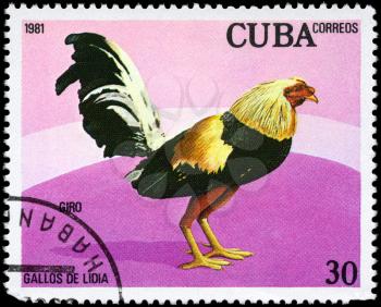 CUBA - CIRCA 1981: A Stamp shows image of a Rooster with the designation Giro from the series Fighting Cocks, circa 1981