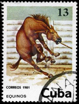 CUBA - CIRCA 1981: A Stamp printed in CUBA shows the image of the Horse, value 13c, series, circa 1981