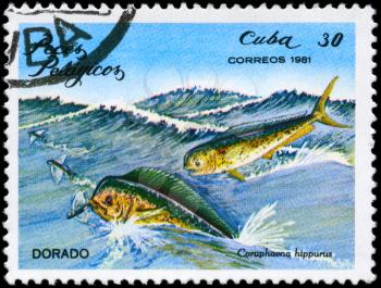 CUBA - CIRCA 1981: A Stamp printed in CUBA shows image of a Mahi-mahi with the inscription Coryphaena hippurus from the series Pelagic Fish, circa 1981

