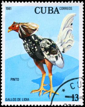 CUBA - CIRCA 1981: A Stamp shows image of a Rooster with the designation Pinto from the series Fighting Cocks, circa 1981