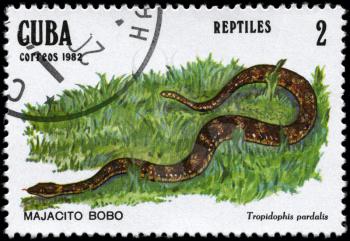 CUBA - CIRCA 1982: A Stamp printed in CUBA shows the image of a Dwarf Boa with the description Tropidophis pardalis from the series Reptiles, circa 1982