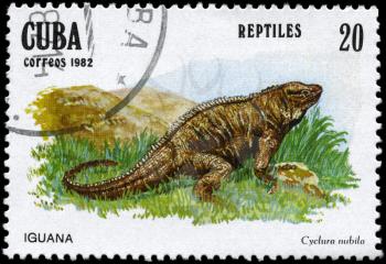 CUBA - CIRCA 1982: A Stamp printed in CUBA shows the image of a Cuban Rock Iguana with the description Cyclura nubila from the series Reptiles, circa 1982