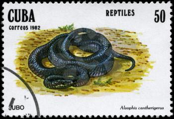 CUBA - CIRCA 1982: A Stamp printed in CUBA shows the image of a Snake with the description Alsophis cantherigerus from the series Reptiles, circa 1982