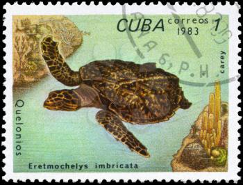 CUBA - CIRCA 1983: A Stamp printed in CUBA shows the image of a Hawksbill Turtle with the description Eretmochelys imbricata from the series Turtles, circa 1983
