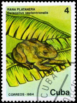 CUBA - CIRCA 1984: A Stamp printed in CUBA shows image of a Frog with the description Osteopilus septentrionalis from the series Fauna, circa 1984