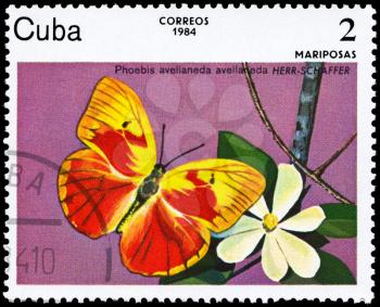 CUBA - CIRCA 1984: A Stamp printed in CUBA shows image of a Butterfly with the description Phoebis avellaneda, series, circa 1984
