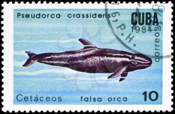 CUBA - CIRCA 1984: A Stamp printed in CUBA shows image of a False Killer Whale with the description Pseudorca crassidens from the series Marine Mammals, circa 1984