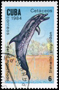CUBA - CIRCA 1984: A Stamp printed in CUBA shows image of a Atlantic Spotted Dolphin with the description Stenella plagiodon from the series Marine Mammals, circa 1984